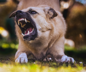 Dog Bites & Animal Attacks